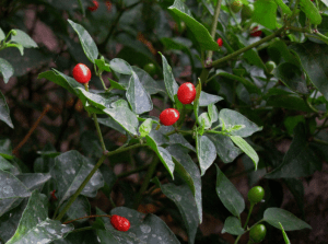 Wild Chiles - © Elisabetta Giacon 2014