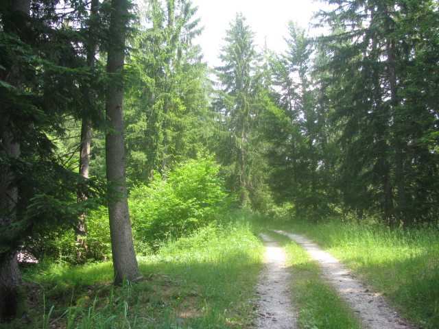 Forest trail in the Val di Non - near Rumo