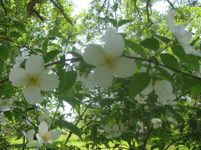 Southern Dogwood - Copyrights incl. electronic - Culinary Roots 2016.