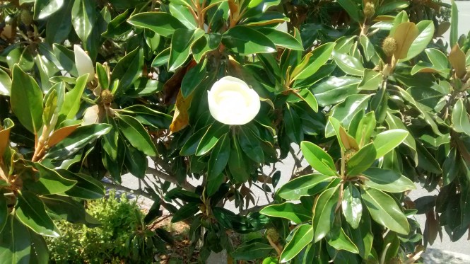 Magnolia - Mississippi's State Flower