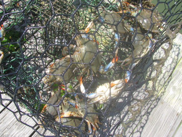 Chesapeake Bay Crabs - All rights incl. electr. Culinary Roots and Recipes 2016